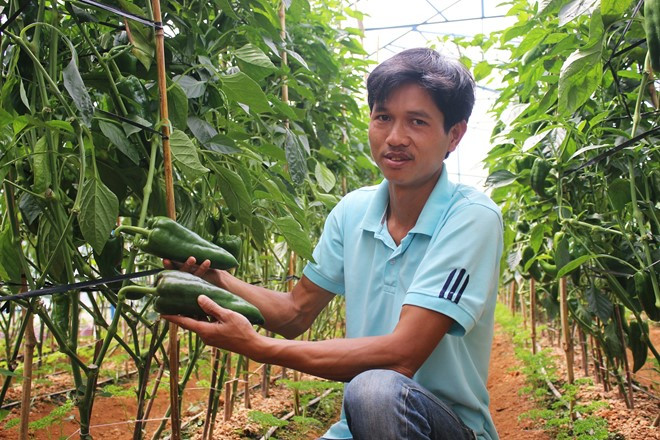 Bên cạnh đó, ớt sừng bò rất thu hút các loại côn trùng nên người trồng phải trồng ngò tây xen dưới gốc cây ớt để xua đuổi sinh vật gây hại, đảm bảo chất lượng trái ớt. Ảnh: Bioted.