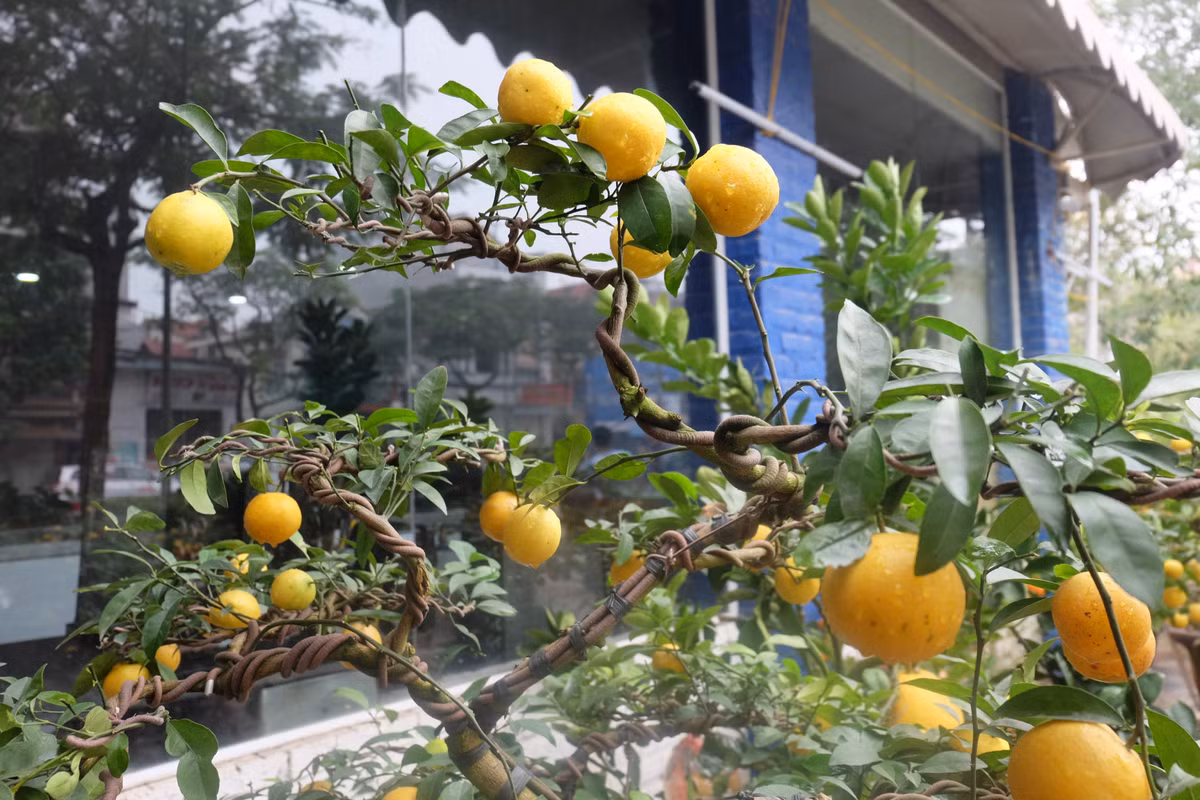 Các cành chanh sẽ được uốn từ dây thép, để tạo nhiều dáng uyển chuyển, mềm mại.