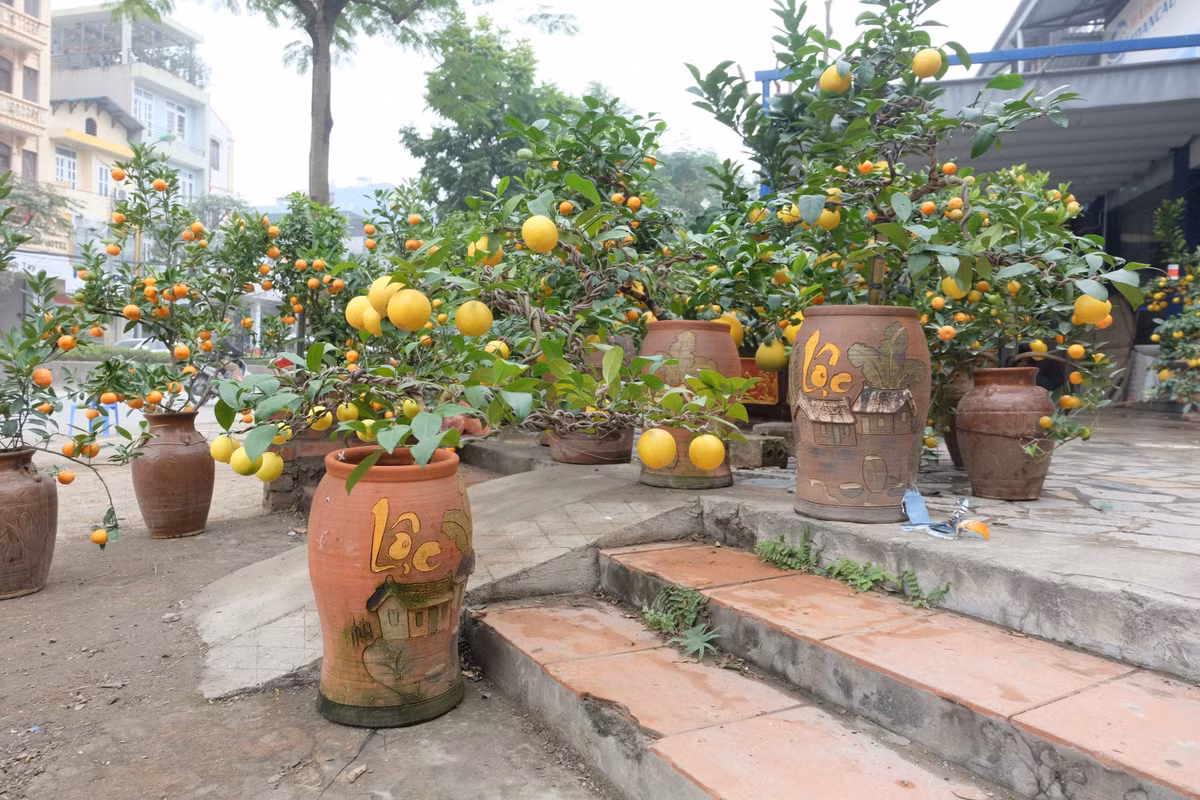 Những chậu chanh nhỏ hơn được trồng trong bình gốm. Ngoài điểm bán tại Lạc Long Quân, nhà vườn tăng cường thêm điểm bán ở Long Biên để phục vụ đủ cho nhu cầu của khách hàng.