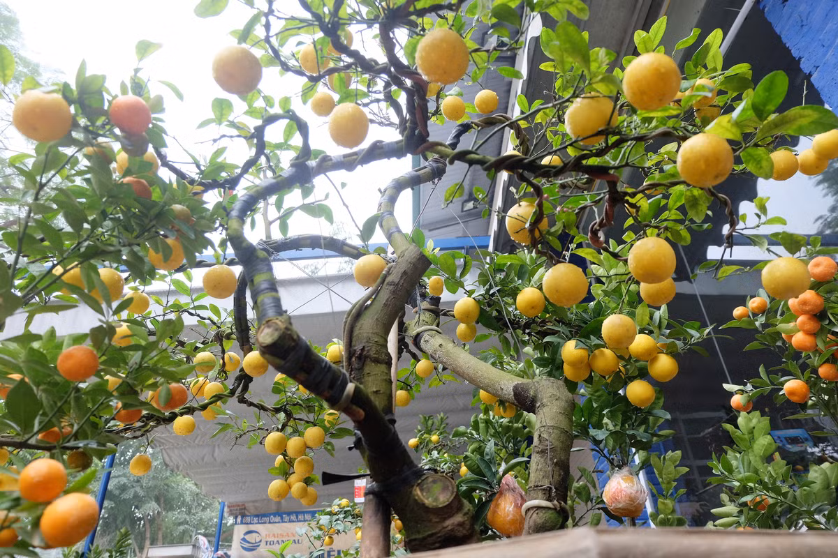 So với các giống chanh thông thường, chanh phú quý có ưu điểm trái to, căng mọng, khi chín quả vàng ươm, mùi thơm đặc biệt dễ chịu.