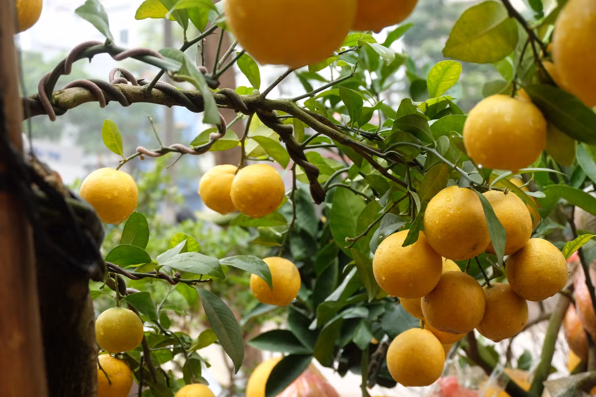 Trong quá trình vận chuyển, nhà vườn phải hết sức cẩn thận để những chùm chanh không bị rụng quả.