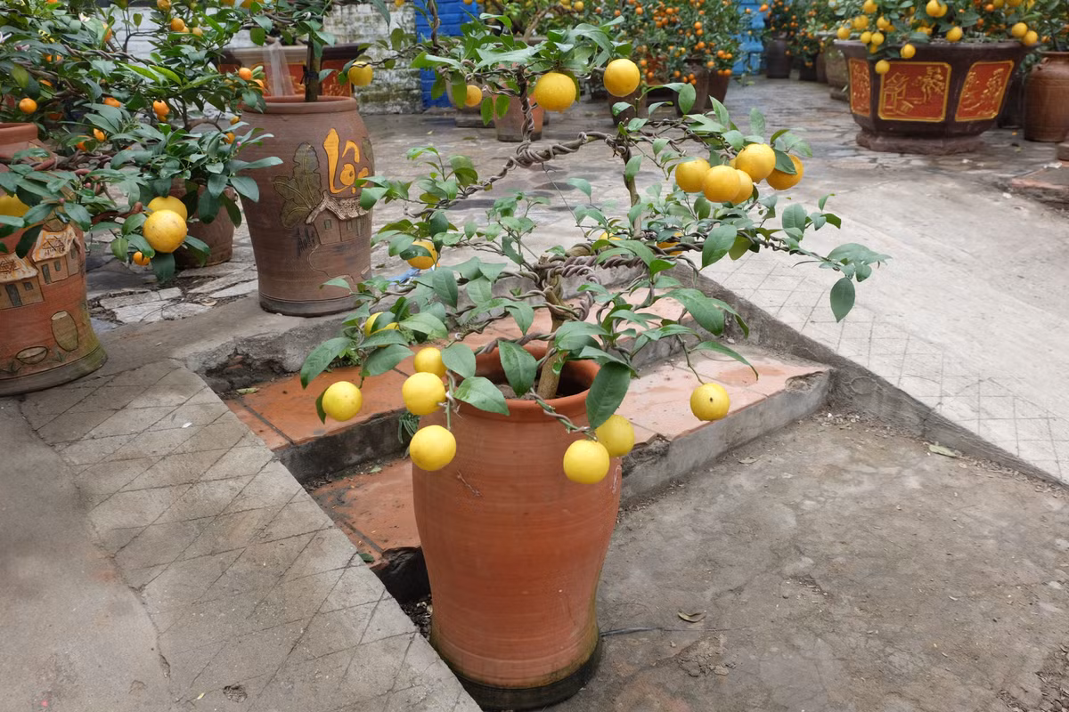 90 chậu bonsai chanh phú quý được bày bán, với nhiều kiểu dáng và mức giá khác nhau. Theo anh Văn Toàn (một nhân viên nhà vườn): "Trung bình giá mỗi chậu cảnh dao động từ 2-5 triệu đồng. Những chậu cảnh lớn hơn, cầu kỳ hơn có giá từ 15-17 triệu đồng. Đắt nhất là chậu bonsai có giá 60 triệu đồng".