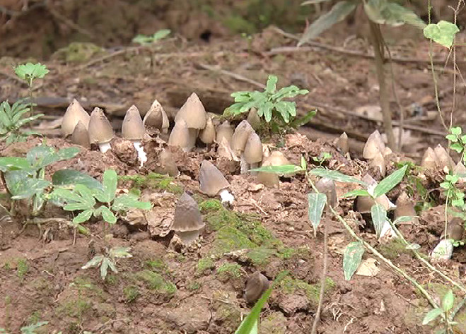 Nấm mối chỉ mọc được ở những nơi đất sạch, không bị nhiễm thuốc hóa học. Vì vậy mà nấm mối cực kỳ giá trị. Ảnh: Nghean24h.