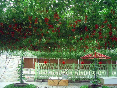 Nó sẽ cho quả ngọt sau 7-8 tháng khi đã phát triển hết tán và cho khoảng hơn 14.000 quả mỗi vụ một cây.