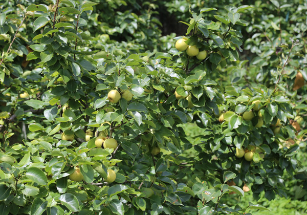 Sa Pả, Tả Phìn, Hầu Thào, Lao Chải, thị trấn Sa Pa, thị trấn Bắc Hà...là những nơi trồng nhiều lê tai nung ở Lào Cai. Ảnh: Blogspot.