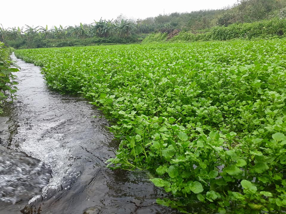 Vuon rau dac san cho thu nhap tram trieu o Quang Tri-Hinh-6