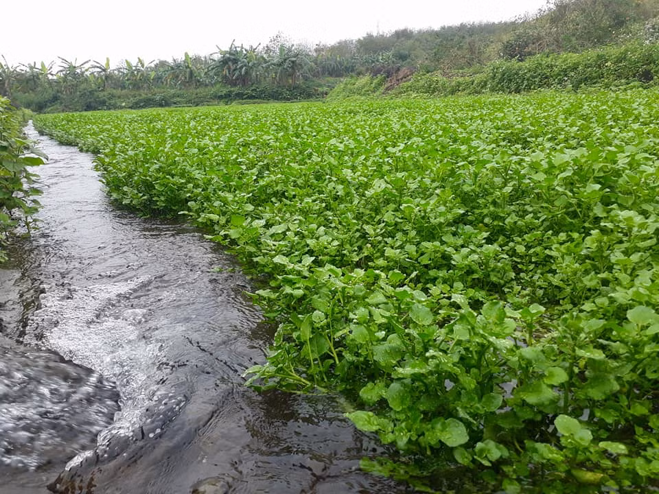 Nhờ trồng rau liệt, người dân xã Gio An thu về mỗi năm trung bình từ 60-80 triệu đồng. Vụ nào khá, người dân có thể thu nhập tới 100 triệu đồng. Ảnh: Rauliet.