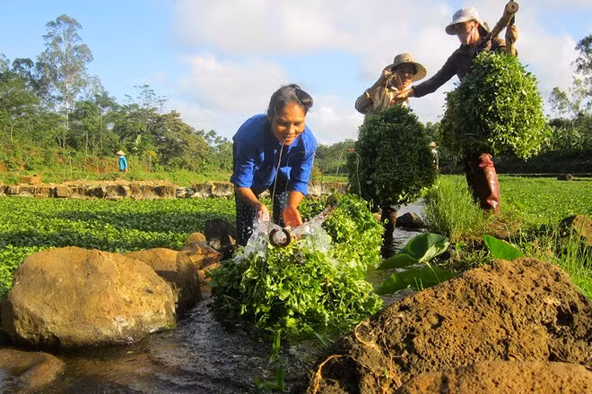 Cách trồng rau liệt cũng rất đơn giản. Người dân chỉ cần lấy gốc rau còn sót lại từ vụ trước nhân giống và để rau phát triển tự nhiên cho đến hết vụ. Ảnh: Trongraulamvuon.