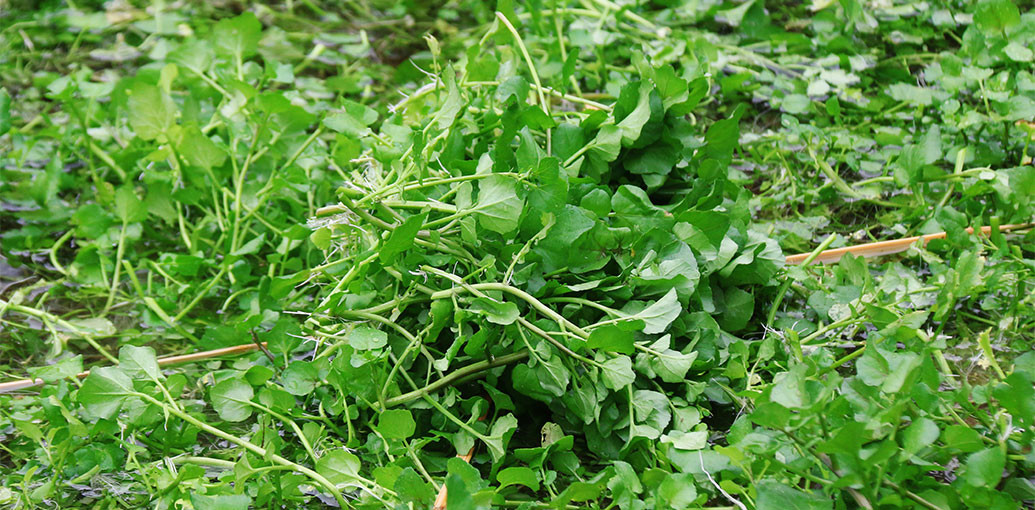 Vuon rau dac san cho thu nhap tram trieu o Quang Tri-Hinh-10