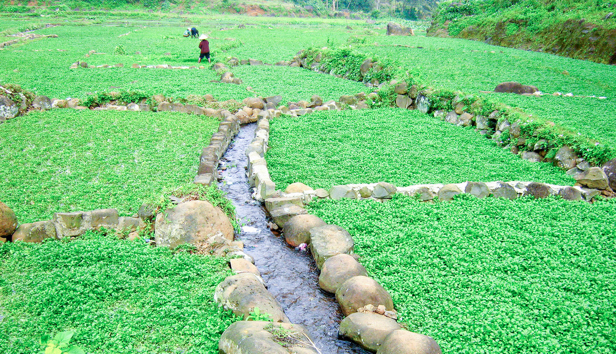 Vuon rau dac san cho thu nhap tram trieu o Quang Tri-Hinh-5
