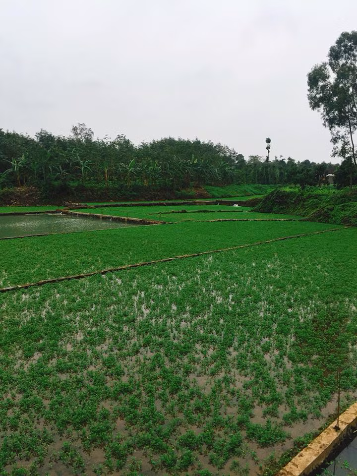 Rau liệt là loại rau siêu sạch bởi nó chỉ sống được ở nơi sạch sẽ, có nguồn nước tự nhiên mát lành, khí hậu lạnh và có sương vào buổi sáng sớm. Ảnh: Rauliet.