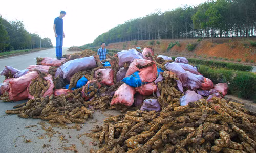 Nong san di thuong thuong lai TQ quyet mua o VN