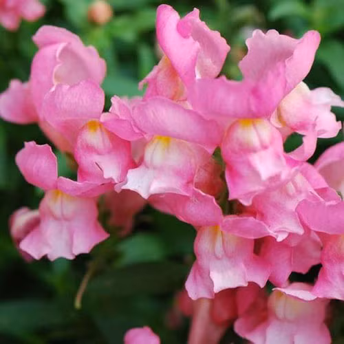 Hoa hình đầu lâu. Loài hoa kỳ lạ này có tên hoa rồng, mọc chủ yếu ở Tây Ban Nha và Italy. Nó rất đẹp khi đang tươi, nhưng đến khi khô héo thì không khác gì đầu lâu xương chéo cả.