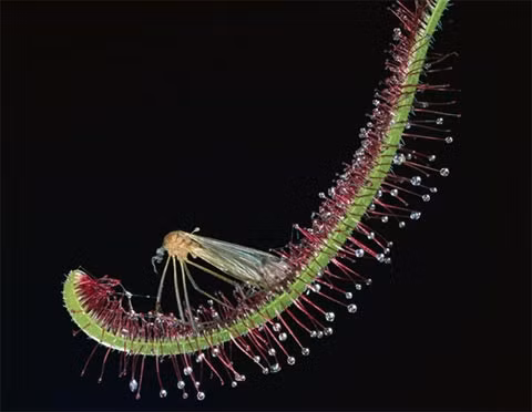 Loài cây này cũng thuộc họ ăn thịt bởi các chi của nó có thể vươn xa tận 3,5 cm và cuốn được côn trùng bởi các chất dính.