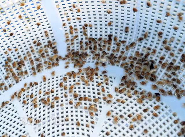 Nghe la: San xuat cua ti hon, bo tui dong tien-Hinh-3