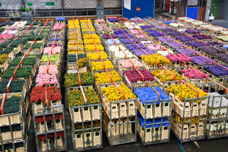 Tan muc san dau gia hoa tuoi lon nhat the gioi