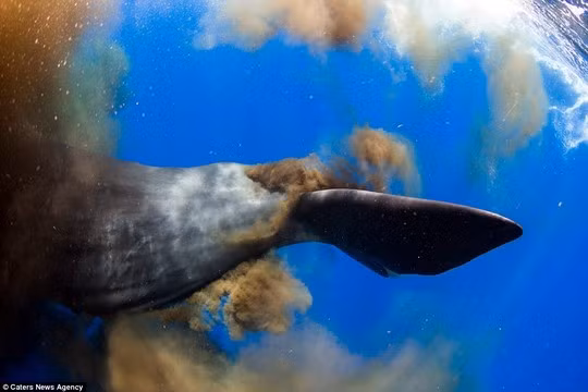 Cá nhà táng là động vật ăn thịt lớn nhất thế giới thuộc họ cá voi. Thức ăn chính của chúng là mực và cá. Khi bị tấn công, mực tiết ra một loại dịch có màu đen sẫm, còn cá nhà táng tiết ra một chất sáp để bảo vệ mình và đó chính là long diên hương.