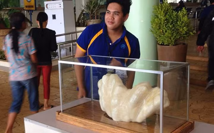 Anh đang nhờ các chuyên gia giám định đá quý và Viện nghiên cứu ngọc trai xác nhận. Đây chắc chắn sẽ là viên ngọc trai tự nhiên lớn nhất thế giới do con trai khổng lồ sinh ra. Phỏng đoán, giá trị của viên ngọc khổng lồ này có thể lên tới 100 triệu USD.