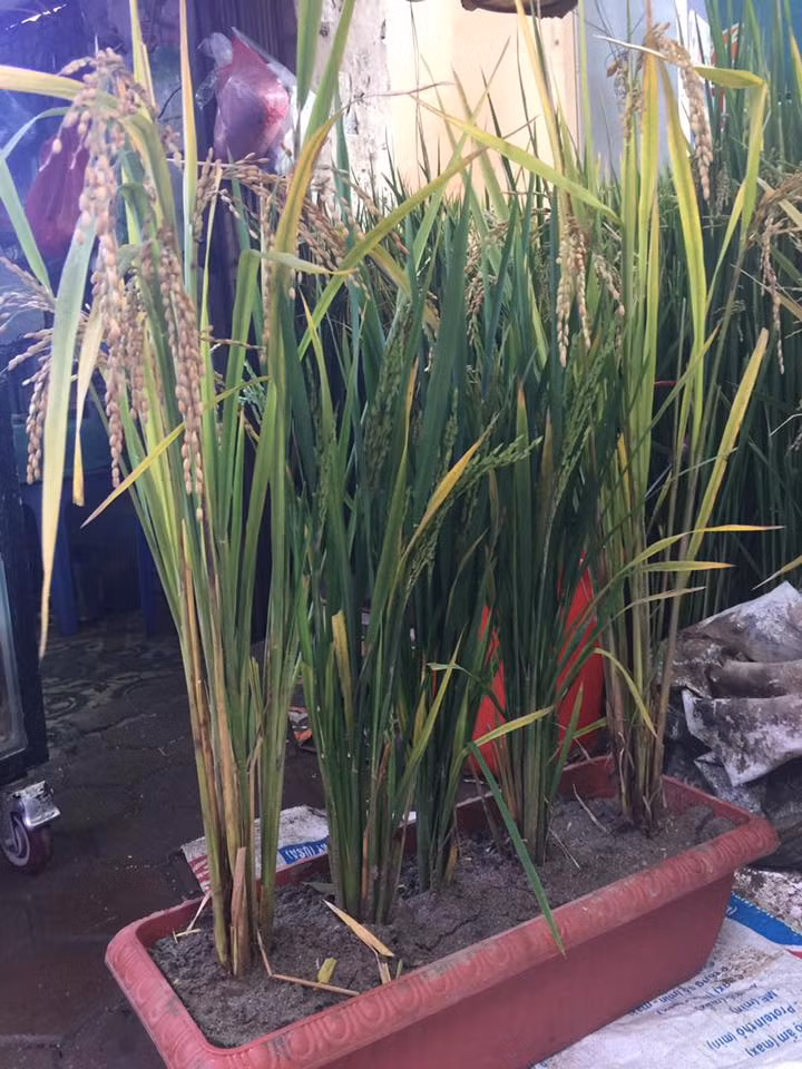 Cũng theo chị Vân, lúa bán tại đây được trồng ở Hợp tác xã Lan Anh, Phủ Quốc Oai, huyện Quốc Oai, Hà Nội. Thực chất, thời điểm này không phải mùa lúa chín nhưng qua quá trình nghiên cứu, chị Vân cùng một số người thân đã tiến hành cấy, trồng lúa trong nhà kín, che phủ bạt, ni lông... để kích thích lúa sinh trưởng và nở hoa đúng dịp này. Hiện tại cửa hàng chị Vân đang bán hai loại lúa đó là lúa nếp cái hoa vàng và lúa tẻ.