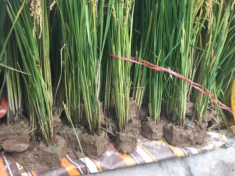 Những cây lúa vừa được mang lên bán vẫn chưa cho vào chậu.