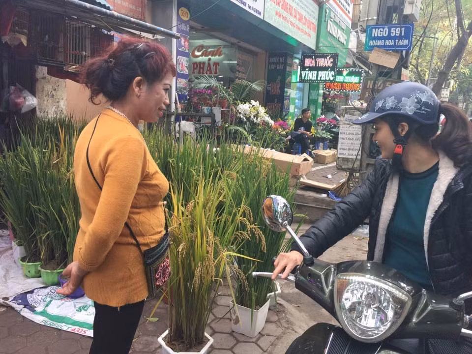 Nhiều khách hàng ở Hà Nội quyết đinh mua lúa cảnh về trưng Tết ngoài mục đích mong muốn hút tài lộc, còn để cho trẻ nhỏ biết và tận mắt chứng kiến loài cây thôn quê này.