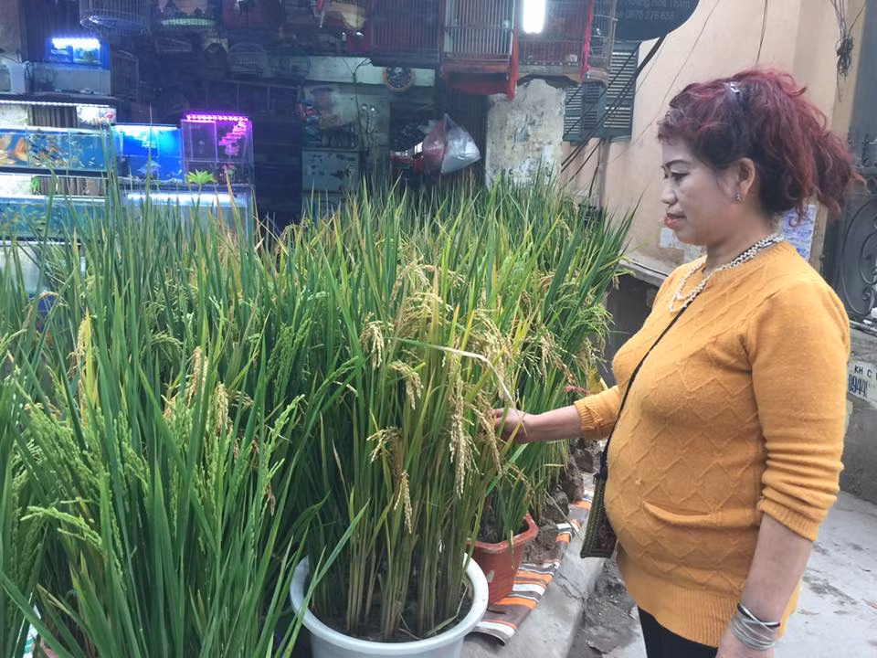 Có hai loại lúa cho khách lựa chọn đó là lúa chín và lúa xanh đang ra hoa. Loại cây cảnh này có thể trưng từ bây giờ cho đến thời điểm tháng 5.