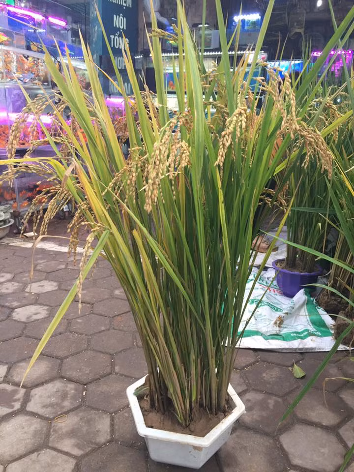 Mỗi cây lúa có giá từ 40.000 - 50.000 đồng. Mỗi chậu có từ 4-5 cây. "Vừa mang lên bán từ ngày 18/1 nhưng đến hiện tại khách đến mua và đặt hàng rất nhiều. Mỗi ngày cửa hàng chúng tôi bán được từ 10-20 chậu lúa cảnh", chị Vân cho biết.