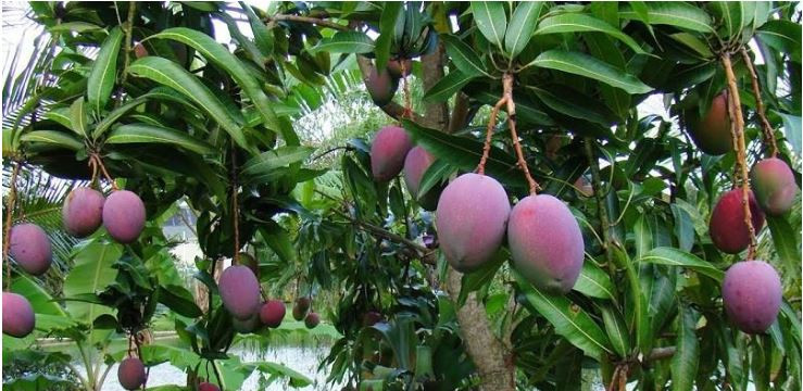 Ngọt đậm, hạt lép, cùi dày, lúc quả nhỏ thì có màu xanh, quả to thì ửng đỏ ở phần cuống và lúc chín thì có màu vàng, đó chính là giống 3 màu ở Cù lao Giêng, tỉnh An Giang. Ảnh: Blogspot.