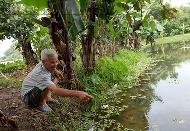Trong khi đó, ông Nguyễn Văn Hùng tại xã Đông Phương, huyện Kiến Thụy, Hải Phòng có nguồn thu nhập tới 600 triệu đồng/năm nhờ ốc bươu đen. Ảnh: Blogspot.