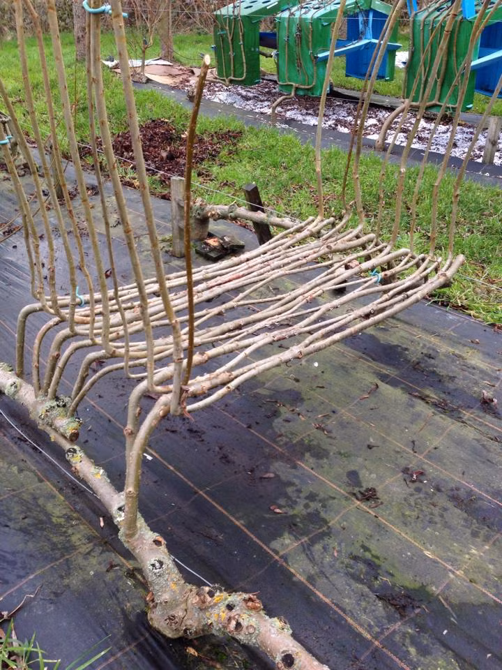 Bây giờ, ông có cả một khu rừng nội thất. Lạc vào đó như Alice ở xứ sở thần tiên. Munro mô tả quá trình này như là một loại in 3D hữu cơ sử dụng không khí, đất và ánh sáng mặt trời làm nguyên liệu chính.