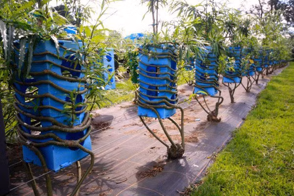 Sau nhiều nỗ lực, món đồ nội thất đầu tiên là một chiếc ghế đã ra đời. Ông bắt đầu sử dụng khuôn mẫu đèn, ghế, bảng , khung để tạo thành từ những cái cây.