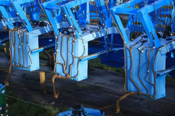 Về bản chất, đây là bộ môn nghệ thuật cực kỳ đơn giản. Bạn bắt đầu uốn và cắt tỉa cành khi chúng bắt đầu lớn lên để tạo phom dáng. Khi nó lớn hơn một chút thì dùng kỹ thuật ghép cành để nối chúng lại với nhau thành hình nội thất như ý muốn.