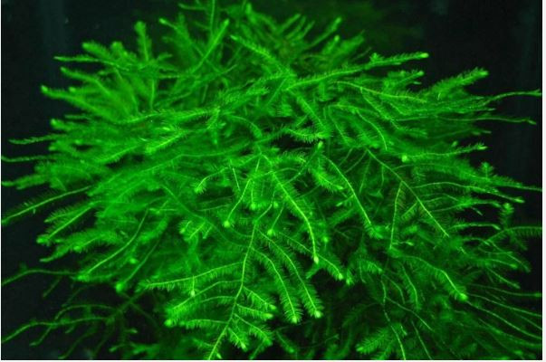 Bạn cũng có thể trồng cây rêu cá để trang trí cho hồ thủy sinh của mình thêm đẹp. Cây dễ trồng và phát triển rất nhanh. Ảnh: blogspot.