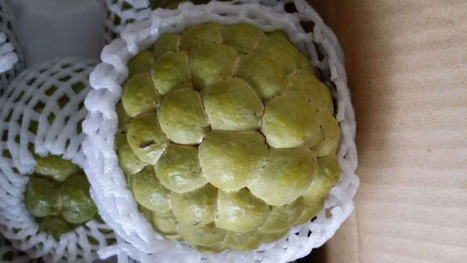 Khác với na trồng ở Việt Nam, nhờ ứng dụng khoa khoa học kỹ thuật, na Đài Loan có quả to bắt mắt, gấp 3 - 4 lần na Việt. vỏ na mỏng, màu xanh nhạt, khi chín có màu trắng sữa, thịt nhiều, ít hạt. Ảnh: FB Hoa quả nhập ngoại.