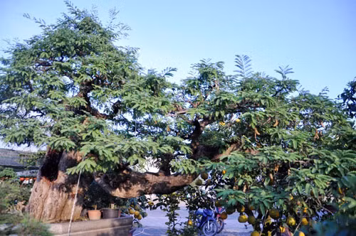 Choang ngop cay canh co tien ty don Tet Dinh Dau-Hinh-3