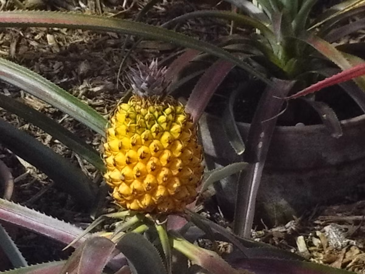Khác với những loại dứa thông thường khác, loại dứa đặc biệt này có màu vàng rực rất quý hiếm.