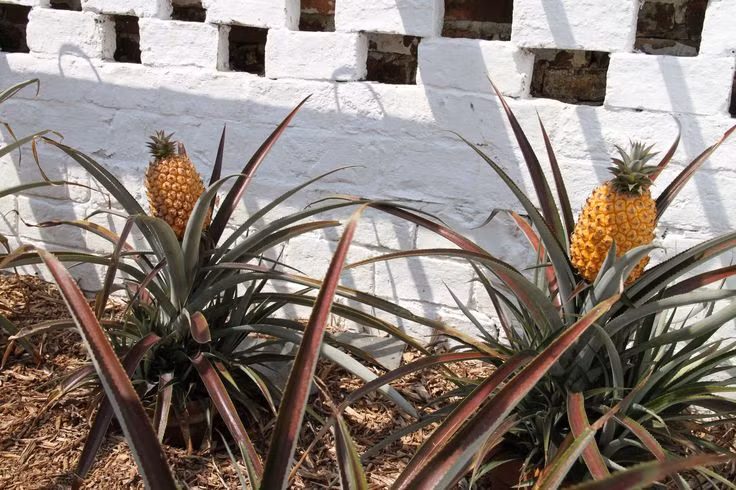 Phải mất đến 2 năm để trồng loại dứa vàng này và sử dụng kỹ thuật làm vườn truyền thống. Các nhà làm vườn đã tạo ra điều kiện nhiệt đới bằng cách sử dụng các nhà kính nhỏ được làm nóng bằng cách sử dụng phản ứng hóa học giữa 30 tấn phân, nước tiểu và đống rơm.