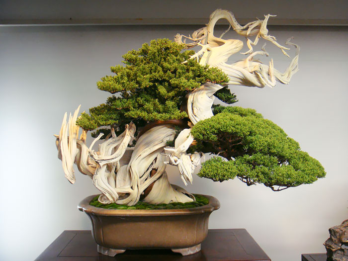 Chậu bonsai này cũng có niên đại trên 800 năm tuổi.