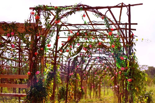 Những rặng hồng leo như khu vườn hoa châu Âu.