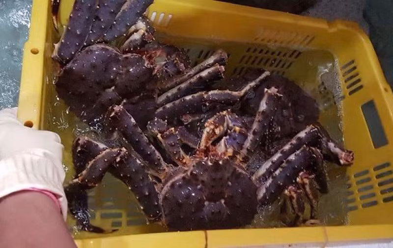 Thế nhưng, thời gian gần đây, cua Hoàng đế được rao bán khá nhiều trên các trang mạng xã hội, tạo nên cơn sốt mới giống như cơn sốt tôm hùm Alaska.