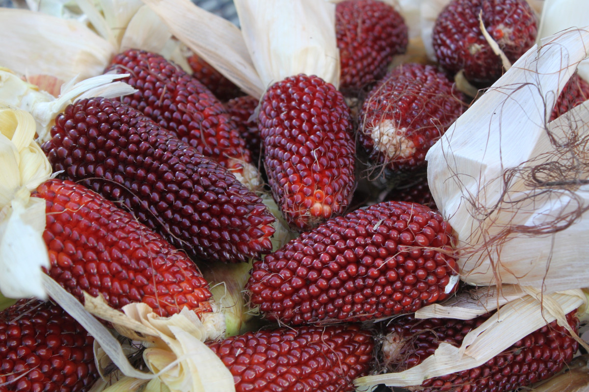 Với hình thức bắt mắt, giống ngô lai dâu tây đỏ sẫm này đang rất được ưa chuộng mặc dù mới xuất hiện tại Việt Nam không lâu. Ảnh: pp.