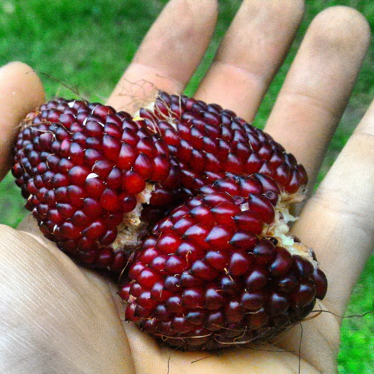 Nó có tên khoa học là Strawberry Popcorn với hình dáng y hệt như quả dâu tây. Mỗi bắp chỉ dài từ 5cm - 6cm. Ảnh: Bestie.