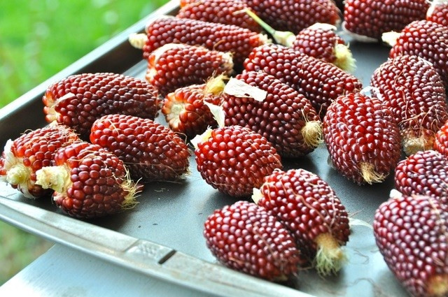 Nhiều trang web bán hàng đang rao bán hạt giống ngô dâu tây mini với giá khá đắt từ 80.000 - 150.000 đồng/gói 15 hạt. Ảnh: Bestie.