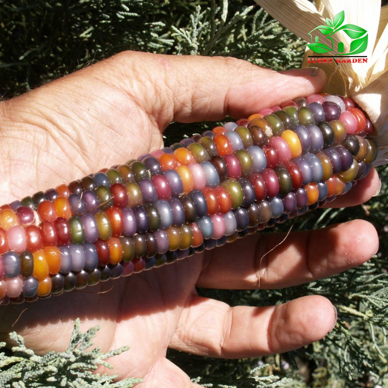 Đặc điểm nổi bật của ngô Glass Gem có thể cho hạt với hàng chục màu sắc khác nhau trên một bắp. Ảnh: Khuvuonmini.