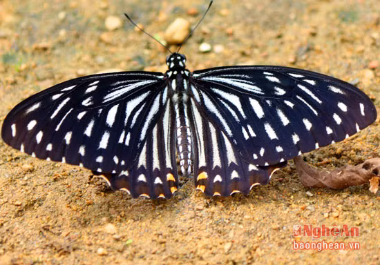 Theo anh Lương Văn Chùm (bản Khổi, xã Tam Thái, Tương Dương): "Những loài bướm này là các loài sâu vào mùa sinh trưởng. Có những loài ăn được nhưng có những loài độc không ăn được".