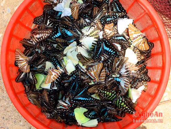 Những chú bướm bị săn sau một buổi của "một tay chài".