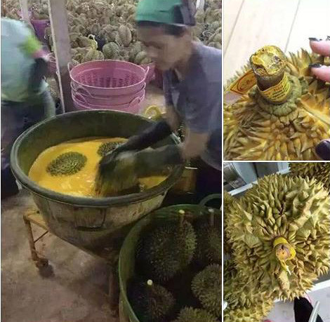 Ngày7/9/2015, Phòng Cảnh sát điều tra tội phạm về môi trường – Công an tỉnh Đắk Lắk đã ập vào bắt quả tang các nhân công của cơ sở thu mua sầu riêng Minh Tâm, tại xã Ea Yông, huyện Krông Pắk của ông Lê Minh Tâm (SN 1978, ngụ huyện Cai Lậy, Tiền Giang) đang nhúng sầu riêng vào thùng hóa chất được pha sẵn. Ảnh: Zing.