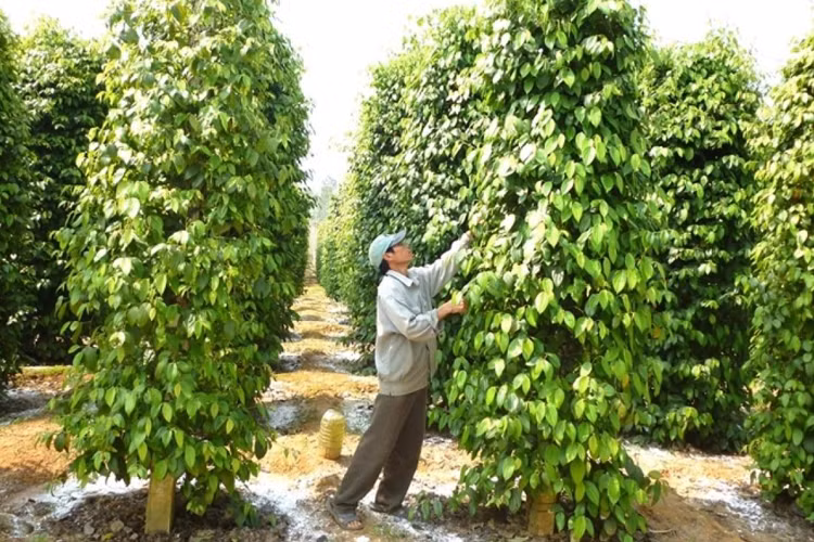 Hiện giá tiêu vẫn chưa có dấu hiệu phục hồi khiến người trồng tiêu lo lắng. Ảnh baocongthuong.