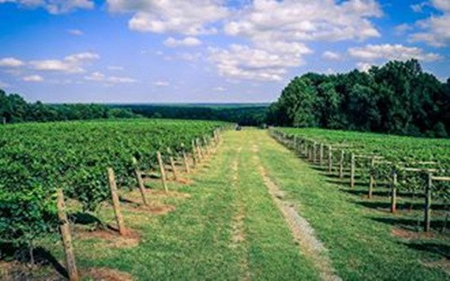 Và đây là cánh đồng nho rộng lớn phục vụ việc sản xuất rượu vang của gia đình.