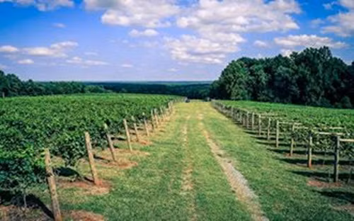 Và đây là cánh đồng nho rộng lớn phục vụ việc sản xuất rượu vang của gia đình.